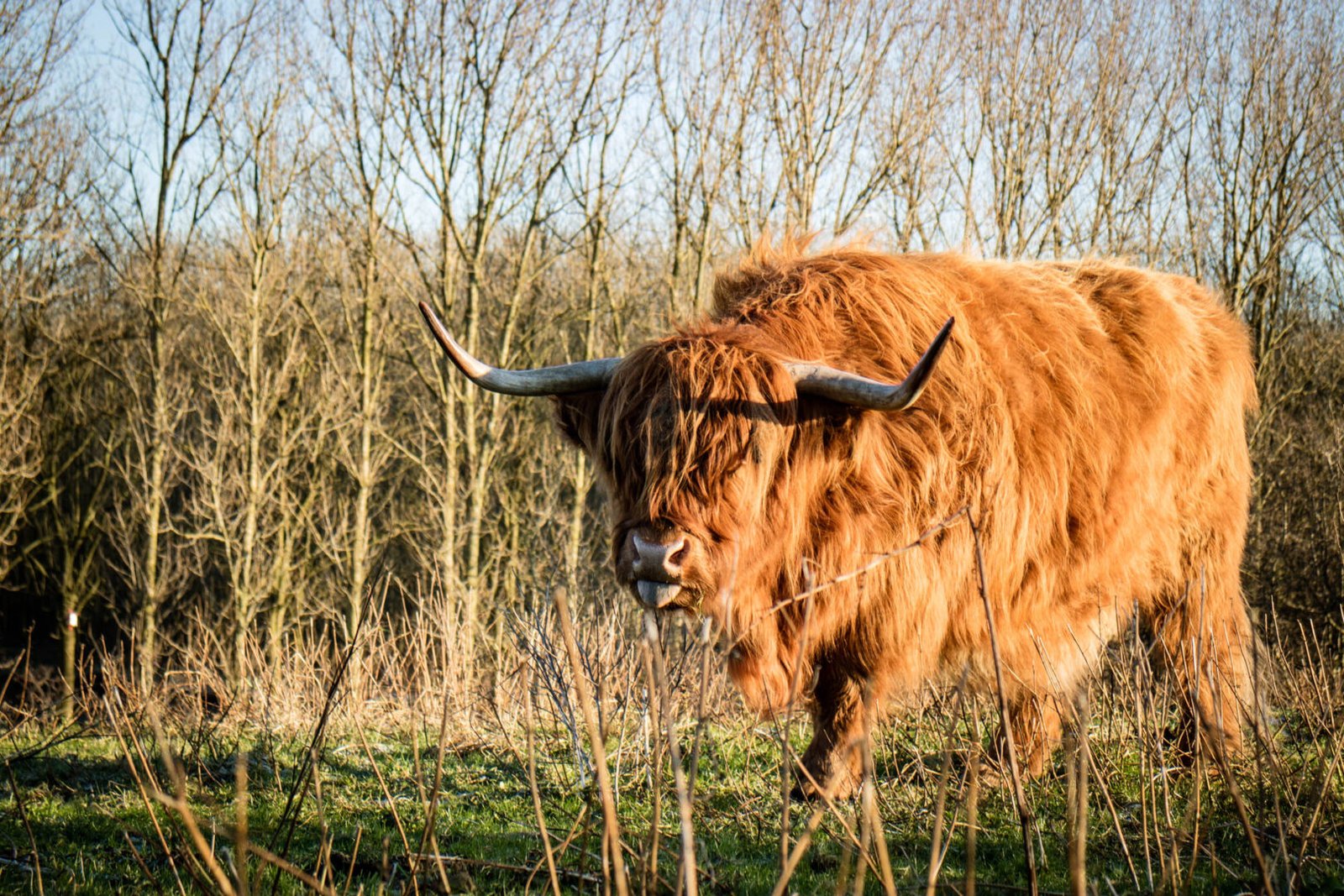 Highlander Cattle